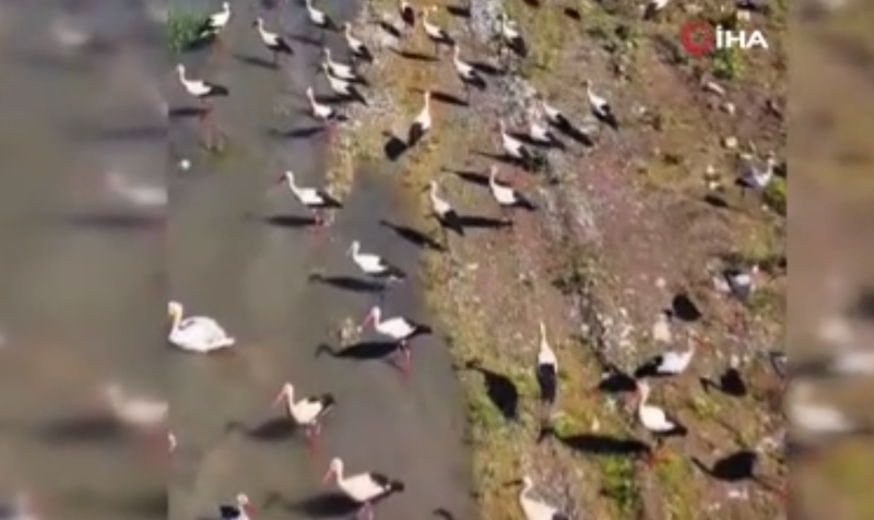 Karabük’te leylek sürüsüyle birlikte avlanan pelikan dronla görüntülendi - Resim: 4