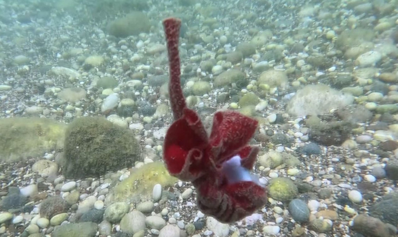Akdeniz'de araştırmacılar 10'larca metre ile denizin dibine daldı. Aşağıdaki manzara hepsini şaşkına çevirdi - Resim: 4