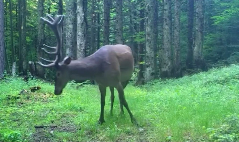 Bursa’da Afrika'nın tek türü olarak bilinen o hayvan tüm ihtişamıyla ormanın derinliklerinde fotokapanla görüntülendi - Resim: 4