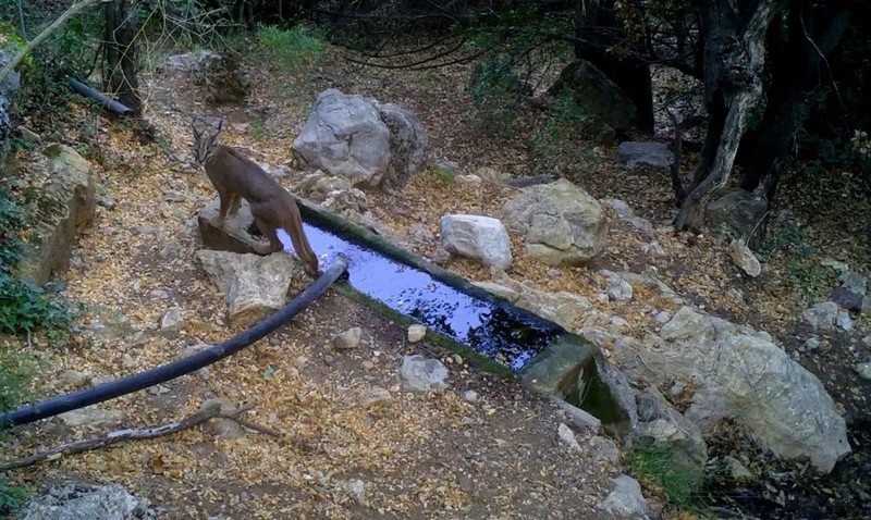 Burdur, Antalya ve Isparta'dan başka hiçbir yerde yok... Her yerde fellik fellik aranan hayvan 1,2,3 diyerek ortaya çıktı - Resim: 2