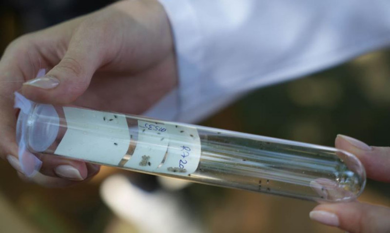 Samsun, Ordu, Trabzon, Düzce, Sakarya, Marmara'da çalışmalar acilen hızlandırıldı! 15.000 + 300 tanesi daha doğaya salındı - Resim: 3