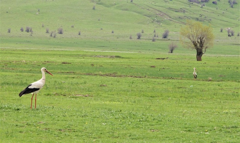 Baharın gelişiyle birlikte 100'lercesi Muş Ovası'na döndü. Her yıl olduğu gibi bu yıl da bölgeye dönen baharın müjdecileri hazırlıklarına başladı - Resim: 1