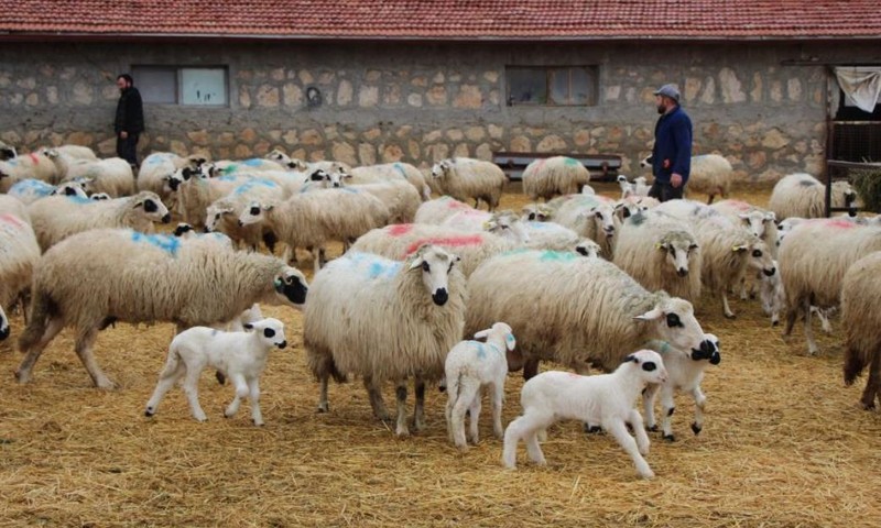 Amasya'da 6.000 tane daha doğacak... Çiftlikteki koyunun özelliğini duyanlar şaşırıp kalıyor. 2,5 ayda 10 kat büyüyerek 30 kilo oluyor - Resim: 1