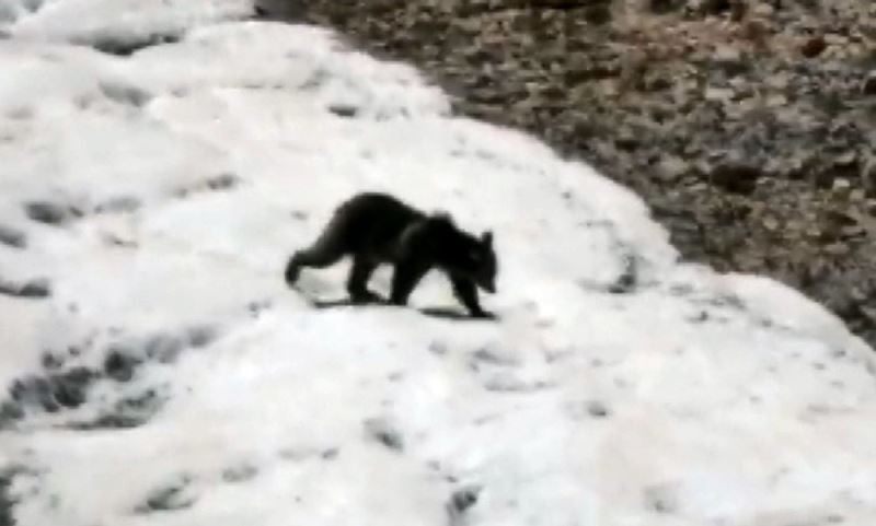 Tunceli'de kent merkezine yakın yerde ortaya çıkan hayvan panik yarattı. Kış uykusuna yatmadan önce tek bir şey yapıyordu - Resim: 1