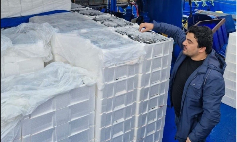 Kastamonu'da tam 2 milyon 965 bin tanesi teker teker toplanarak karaya çıkarıldı. Yakın bir zamanda daha da fazlası çıkarılacak - Resim: 2
