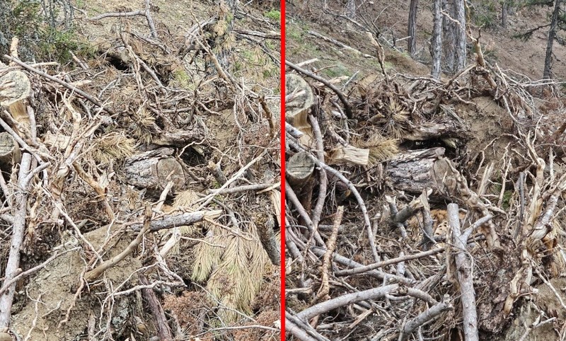 Bolu'da doğada devriye gezen ekipler çalılıkların arasındaki detayı fark etti! Önce 1 sonra 2 sonra da 3 tanesi oradaydı kendini müthiş gizledi - Resim: 1