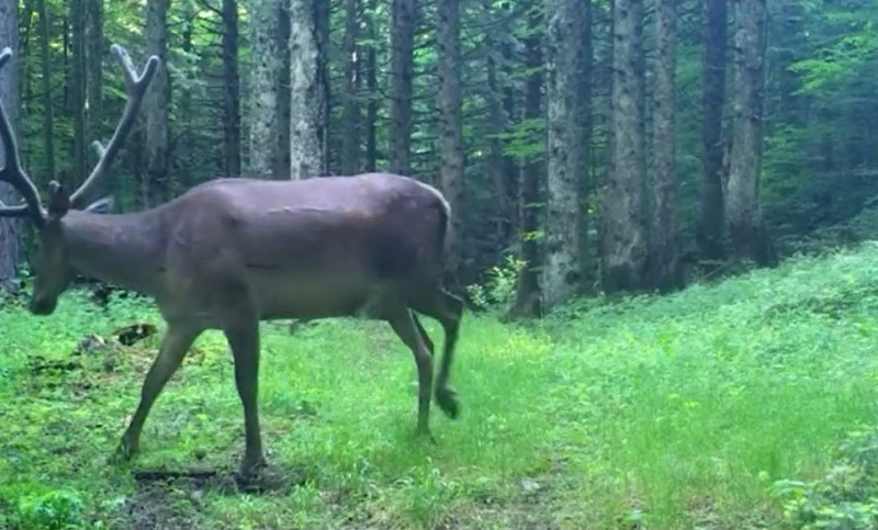 Bursa’da Afrika'nın tek türü olarak bilinen o hayvan tüm ihtişamıyla ormanın derinliklerinde fotokapanla görüntülendi - Resim: 3