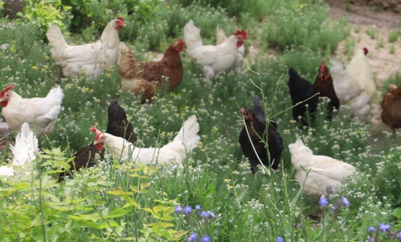 Sivas'ta 1 tanesi saatte ortalama 60 tane hayvanı yok ediyordu! Vatandaş bahçesine tam 20 tane birden bıraktı Erzurum, Erzincan, Gümüşhane, Tokat siz de dikkat - Resim: 4