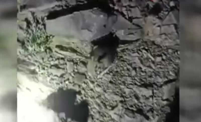 Tunceli’nin dağlarında nesli tükenme tehlikesindeki tür ortaya çıktı! O anları hemen kayda aldı - Resim: 1