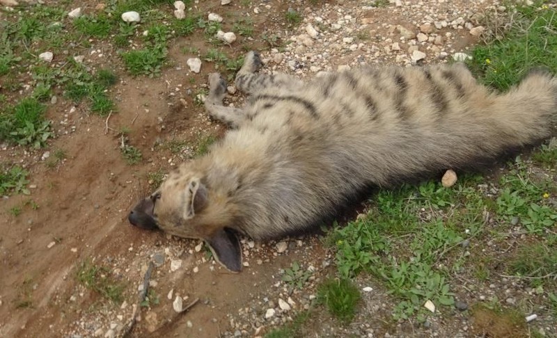 Adıyaman, Batman, Diyarbakır, Gaziantep, Kilis, Mardin, Siirt, Şanlıurfa ve Şırnak'ta aranıyordu... Acılar içinde kıvranarak öldü - Resim: 5