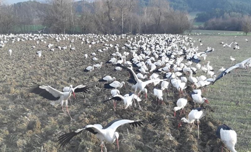 Bolu'dan 100'lercesi bir anda Türkiye'ye giriş yaptı... O hayvan saniyeler içerisinde 5 dönümlük tarlanın her yerini kaplamayı başardı - Resim: 3