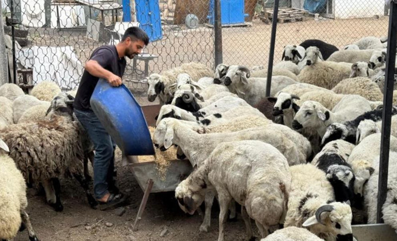Adana'da 10.000'lerce koyun tek tek görücüye çıktı. Koyunlar hakkında flaş uyarı da yapıldı: "Karnında onu görürseniz uzak durun" - Resim: 2