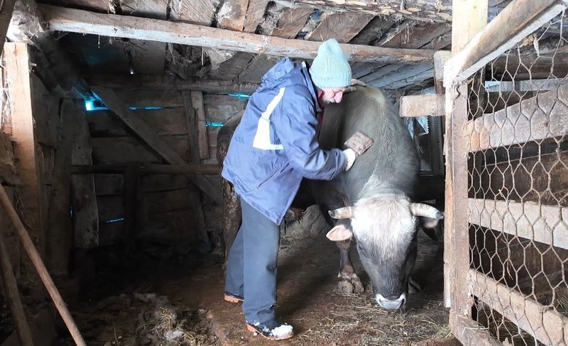 Artvin'de her bir tanesi 700 ila 900 kilogram arasında değişiyor... Ahırlarda tutuluyorlar... Zorlu kış şartlarında kar altında onları beslemek de zorlaştı - Resim: 2