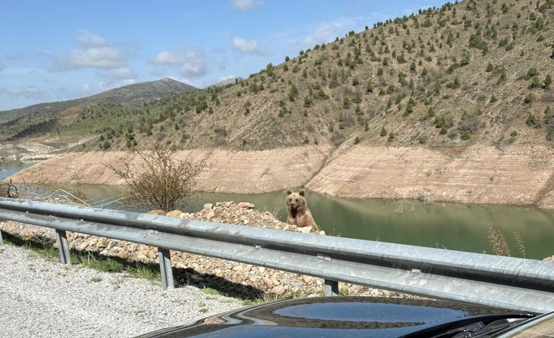 Sivas'ta doğada 1 tanesini yol kenarında görmüştü! Tam o 1 tanesini görüntülemek istediği sırada korkunç bir şey oldu - Resim: 2