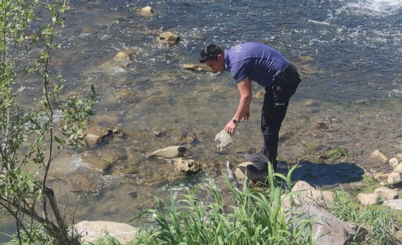 Van'da 2000'lerce hayvan ters yöne doğru akına geçti. Polisler 1 tanesine bile bir şey olmasın diye nöbet tutuyor - Resim: 2