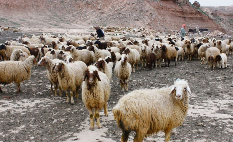 Kars’ta 200'lerce koyunu otlatmaya çıkaran çoban kayalıklara doğru gittiğinde korkunç bir şey oldu. 200'lerce bir anda kafasını aynı anda kayalıklara çevirdi - Resim: 3