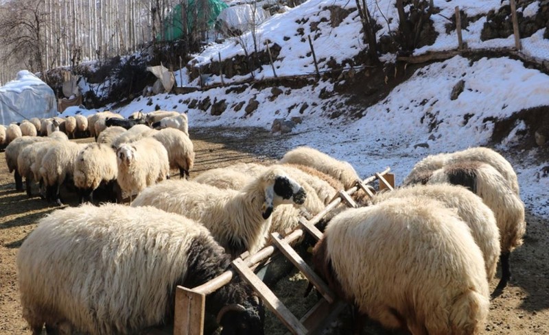 Hakkari'de 2 bin 500 rakımdan toplayıp koyunlar için teker teker köye indirdiler. Devletten tek 1 istekleri var - Resim: 5