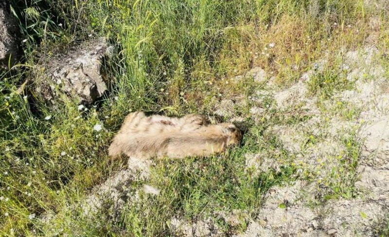 Adıyaman’da 1 tanesi doğada bir anda ortalığa fırladı! Daha sonra savrularak yol kenarına düşen hayvana bakınca o olduğunu gördüler - Resim: 1
