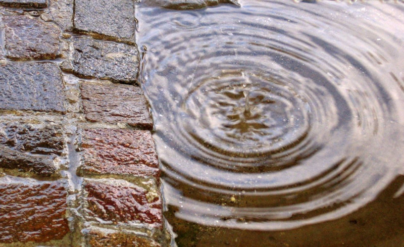 Samsun'da daha 100.000'lercesi ortaya çıkmadı. Oraları yok edilmezse daha da çoğalacaklar - Resim: 3