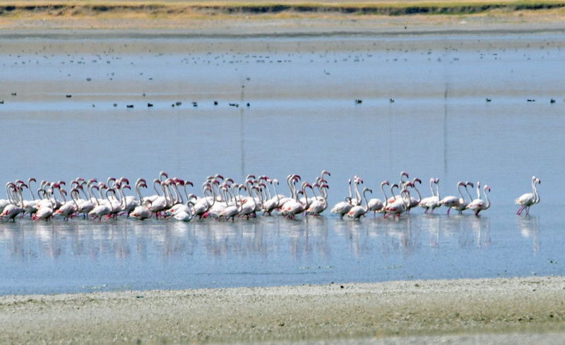 Bitlis göl kıyısında renkli manzara, Süphan Dağı eşliğinde görüntüler büyüledi - Resim: 5
