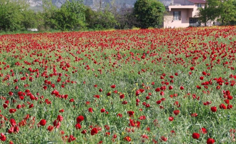 Hatay'da 5 dönümlük arazide kırmızı ve yeşil birleşti. Doğa ortaya harika bir manzara çıkarınca görenler büyülenip kaldı - Resim: 1