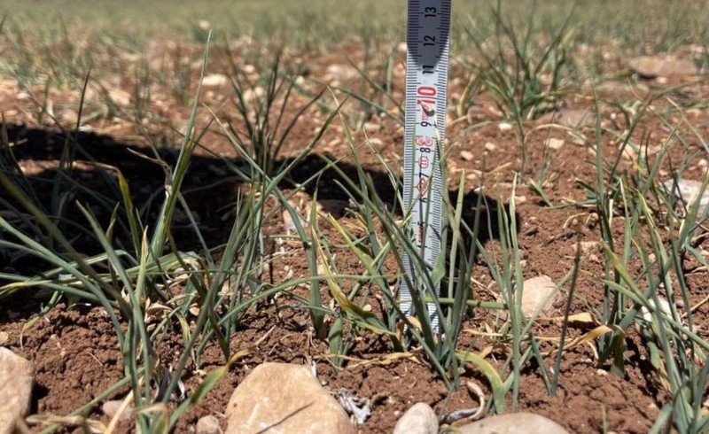 Şanlıurfa’dan Türkiye'ye resmen felaket haberi... Tarlasına giden bir vatandaş 15 santimetre detayını fark edince neye uğradığını şaşırdı! 2-3 hayvan vardı - Resim: 1