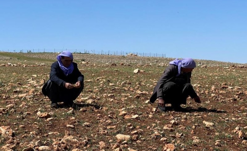 Şanlıurfa’dan Türkiye'ye resmen felaket haberi... Tarlasına giden bir vatandaş 15 santimetre detayını fark edince neye uğradığını şaşırdı! 2-3 hayvan vardı - Resim: 4