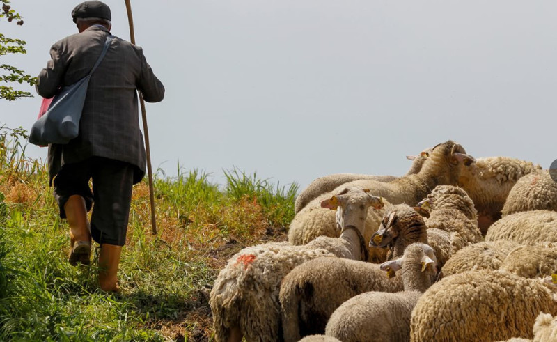 Muş’ta yaylada 600'den fazla koyununu otlatan çoban, bir anda çalılıkların arasında duran 2,3,4,5 taneyi fark etti. İçeri girince resmen karşısında onları gördü - Resim: 1