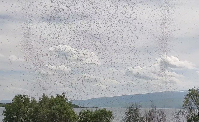 Ardahan ve Kars üzerinden 1000'lerce hayvan teker teker Türkiye'ye giriş yaptı. 1000'lerce hayvanın tek hedefi şu anda her yeri istila etmek - Resim: 3