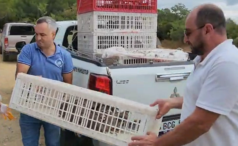Yalova’da 100'ü birden aynı anda doğaya bırakıldı, sayıları yıl içinde 400’e ulaştı - Resim: 2
