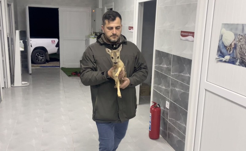 Sinop’ta çiftçilik ile uğraşan bir vatandaş, ormanda onu tek başına ve çaresiz şekilde buldu! Yanında kimsecikler yoktu - Resim: 2
