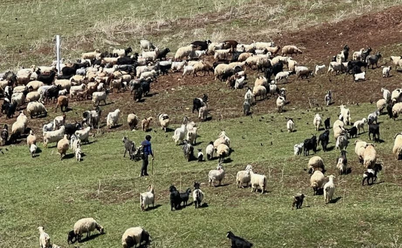 Kars’ta 200'lerce koyunu otlatmaya çıkaran çoban kayalıklara doğru gittiğinde korkunç bir şey oldu. 200'lerce bir anda kafasını aynı anda kayalıklara çevirdi - Resim: 5