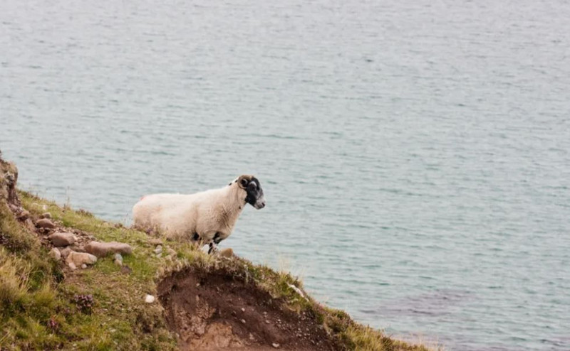 Isparta’da doğada uçurum kenarında 1 tane koyunu gördü. Vatandaş 5 saat sonra yine bölgeden geçtiğinde 1 tane koyun orada duruyordu - Resim: 1