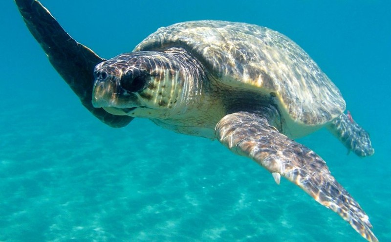 Muğla'dan Türkiye'ye son 2 günde 2 korkunç haber! 1000 yavrudan 1'inin erişkinliğe ulaşabildiği nadir 2 canlı kıyıya vurdu - Resim: 3