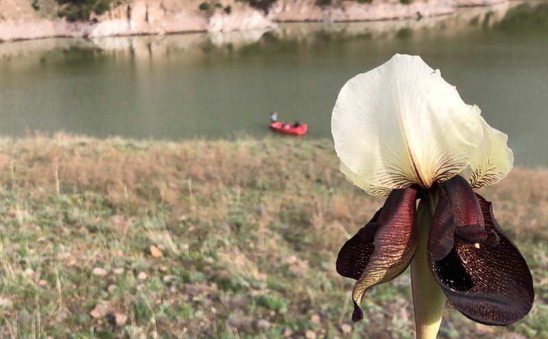 Kars'ta yaban hayvanlarıyla bilinen bölgede bu sefer başka bir doğa olayı! 4 mevsim ayrı güzel kentte toprakta belirdi - Resim: 2