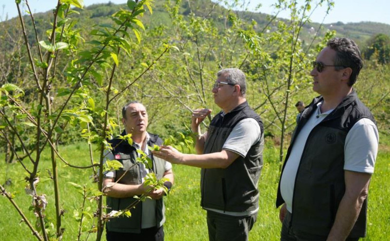 Samsun'da 40.000 tanesi teker teker doğaya salınacak... Doğa salındıktan 7 yıl sonra etkisini gösterecek - Resim: 3