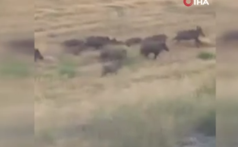 Osmaniye’de yaban domuzlarının yiyecek aramak için şehre inme anları cep telefonuyla görüntülendi - Resim: 4