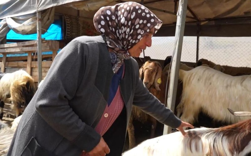 Kırıkkale’de koyunu değil sadece 1 tane kuzusu vardı. 1 tane kuzusundan sonra sayı 24 koyuna çıktı. Çiftçi ahıra gidip gördüğü manzara ile yıkıldı - Resim: 3