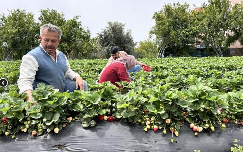 Hatay'da tarlasındaki 10.000'lercesini son anda kurtarmıştı. Vatandaşa kötü olarak yansıyacakken son anda engelledi 10.000'lercesi Türkiye'ye dağılacak - Resim: 1