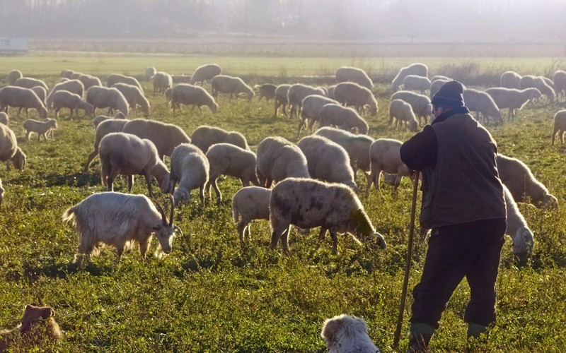 Erzincan'da 3000'lerce koyun besleyen besici "Türkiye için korkunç gerçek" diyerek açıkladı! Bölgede o durumu fark edince en yetkili kişiye koştu - Resim: 4
