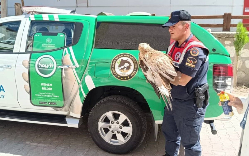Karaman'da vatandaşlar tarafından yaralı halde bulundu! Tedavisi için hemen ekiplere teslim edildi - Resim: 1