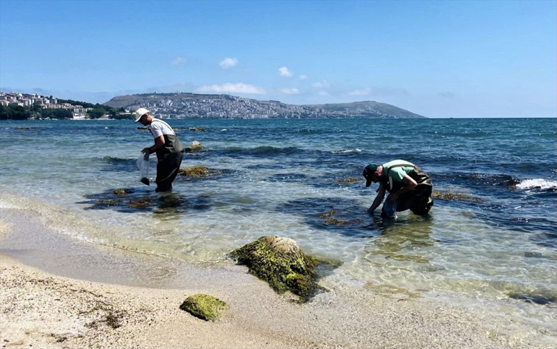 Karadeniz’de büyük temizlik! Sinop’ta denizden toplanan yosunlar değerlendiriliyor - Resim: 4