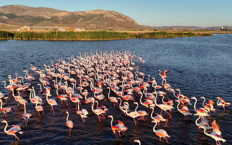 Sivas’ta göçmen kuşların yaşam alanı Ulaş Gölü’ne yeni su kaynakları yönlendirildi - Resim: 5