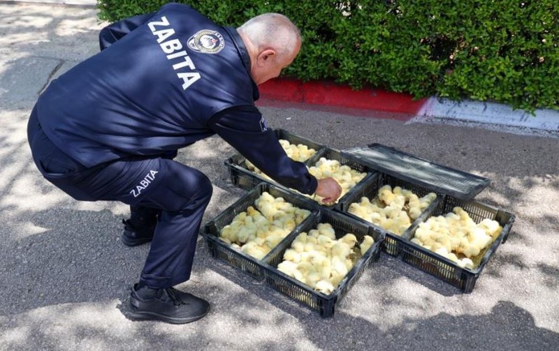 Adana'dan otobüsle Antalya'ya doğru gönderiliyordu... 300 tane sarı hayvan resmi ekiplerin dikkatine takıldı! Herkesten gizlemek istediler - Resim: 2