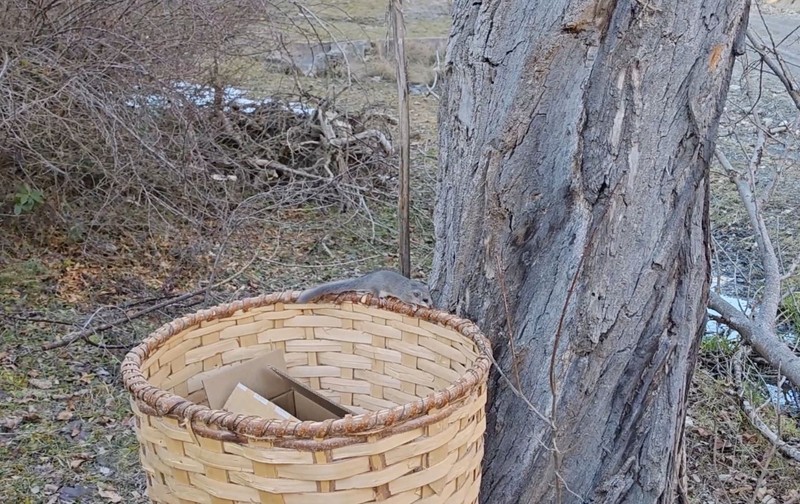 Kastamonu'da tam 9 tanesi ağaç kütüğünden çıkarıldıktan sonra doğaya salındı. Resmi ekipler işlemi yaptı. 9'u anında her bir tarafa dağıldı - Resim: 2