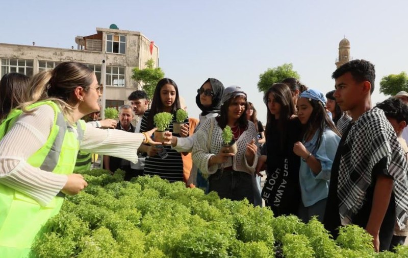 Mardin'de doğadan teker teker getirilen 60.000 tanesi 0 karşılık ile dağıtıldı. Vatandaş kapış kapış alıp götürdü - Resim: 2