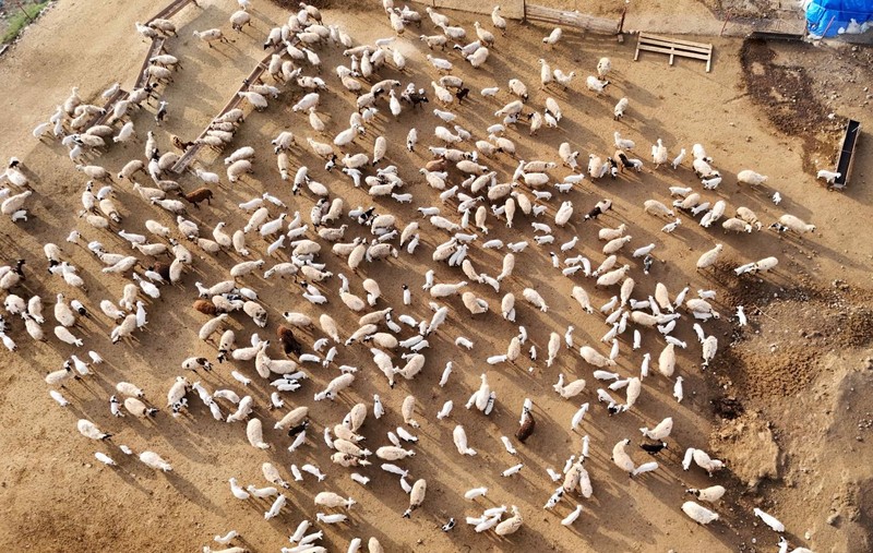 Erzincan’dan Türkiye'ye koyunlardan güzel haber geldi. Herkesin beklediği müjdeyi verdiler! 100'lercesi akın edince ortaya müthiş görüntü çıktı - Resim: 1