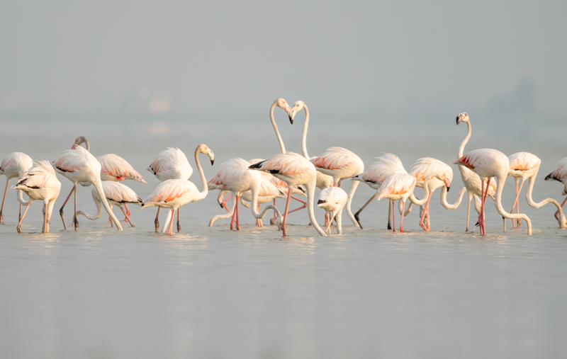 Adana’daki o sulak alan bu yıl da boş kalmadı! Göç yolundaki misafirlerle lagün renk değiştirdi - Resim: 1