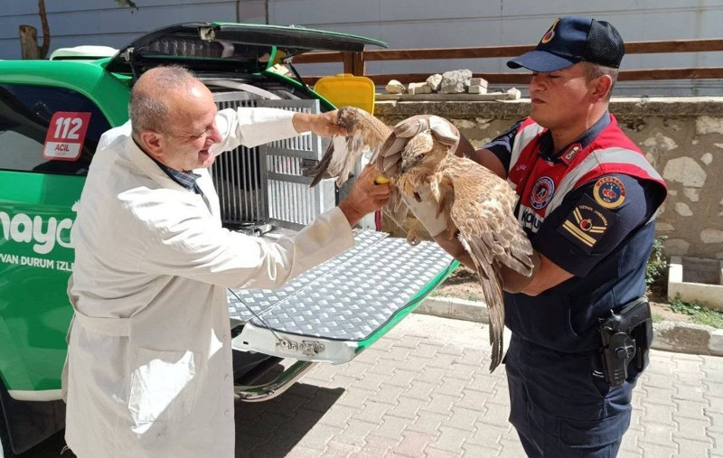 Karaman'da vatandaşlar tarafından yaralı halde bulundu! Tedavisi için hemen ekiplere teslim edildi - Resim: 2
