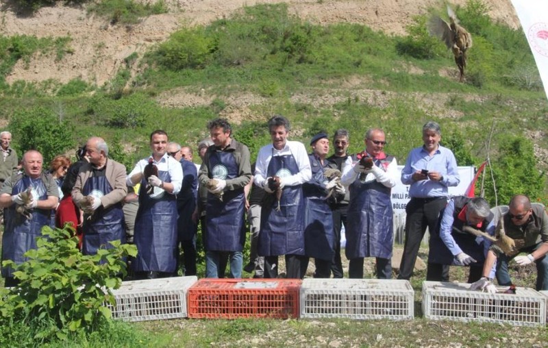 Ordu'da 800 tanesi, günde 300.000 tane ile birlikte çoğalabilen hayvana karşı doğaya salındı... 800'e karşı 300.000 - Resim: 1
